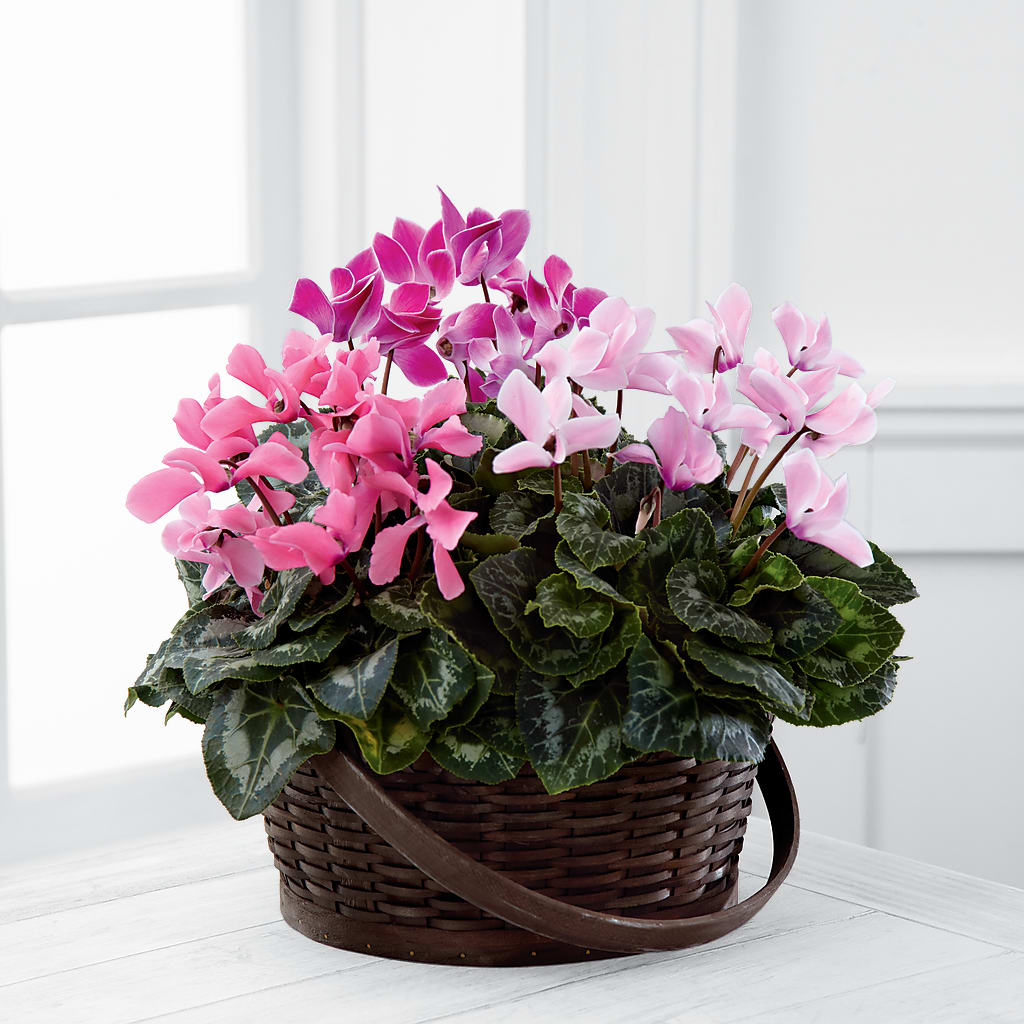 Mixed Cyclamen Planter – Indiana Floral/flower Boutique, Indiana PA