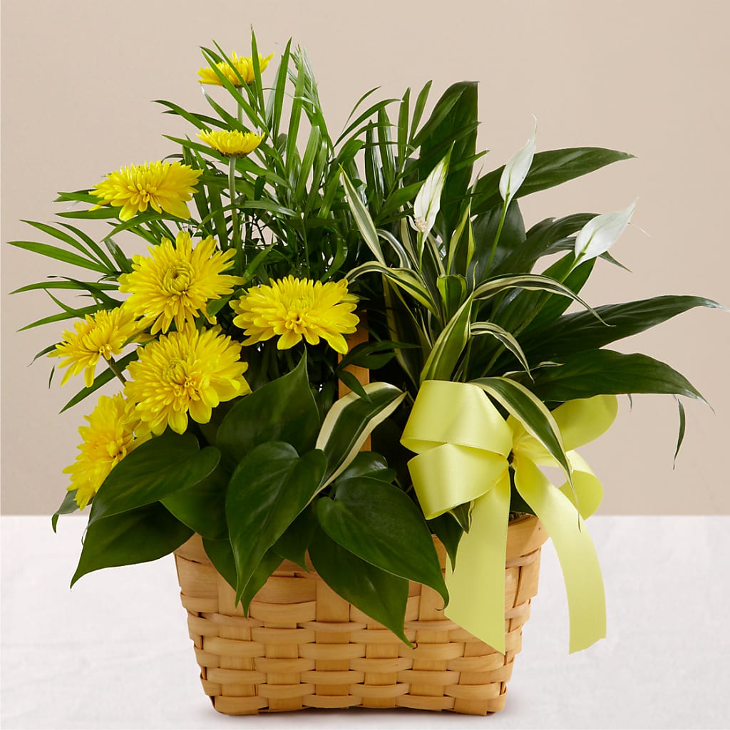 Loving Light Dishgarden – Indiana Floral/flower Boutique, Indiana PA