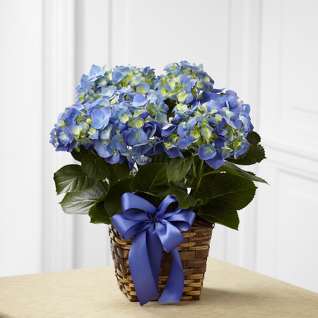 Blue Hydrangea Planter – Indiana Floral/flower Boutique, Indiana PA