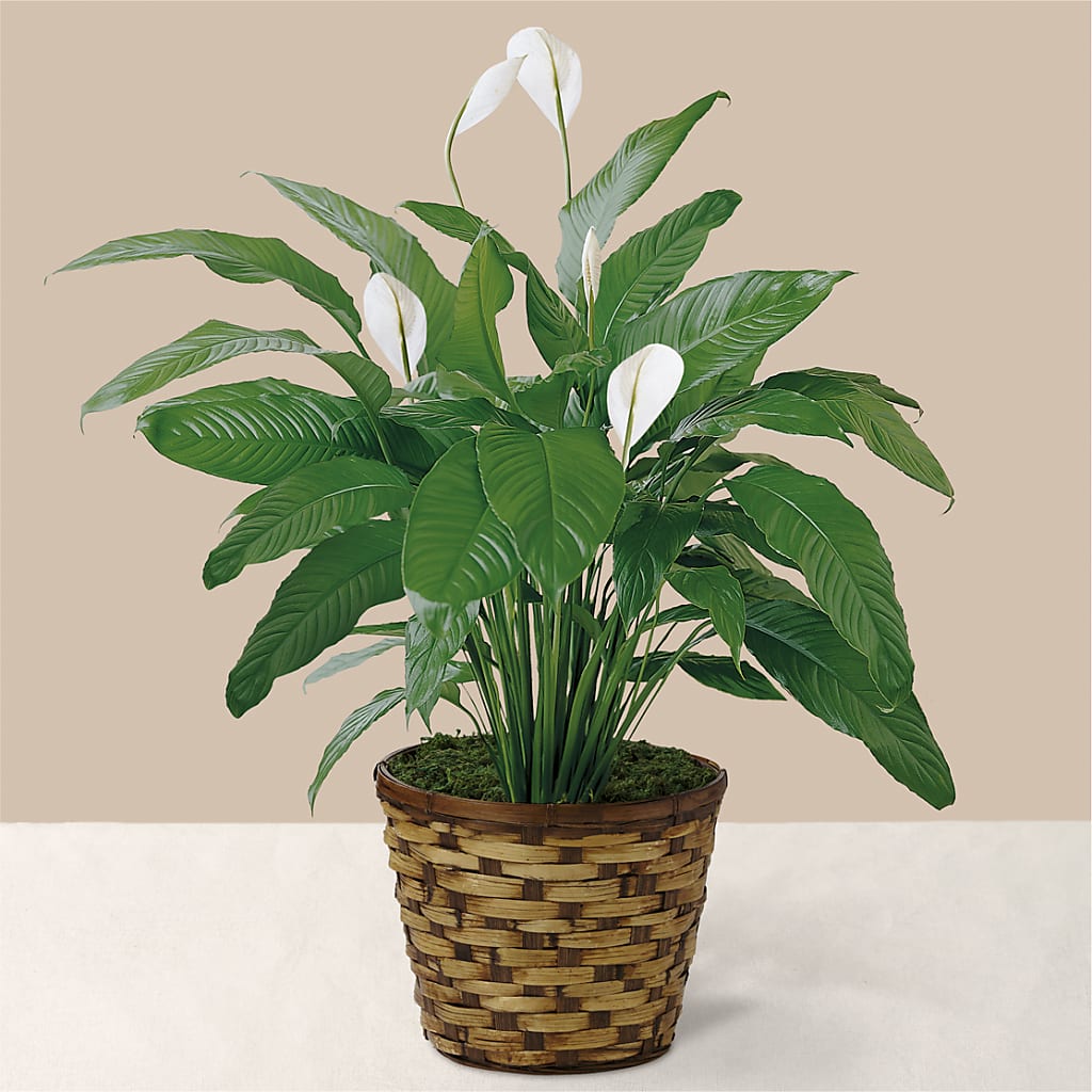 Tranquil Moments Peace Lily Plant – Indiana Floral/flower Boutique, Indiana PA