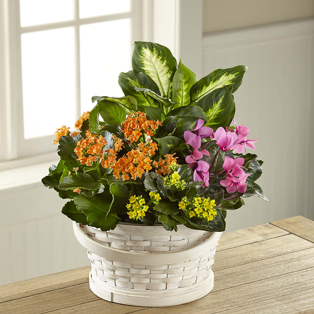 Color Crush Dishgarden – Indiana Floral/flower Boutique, Indiana PA