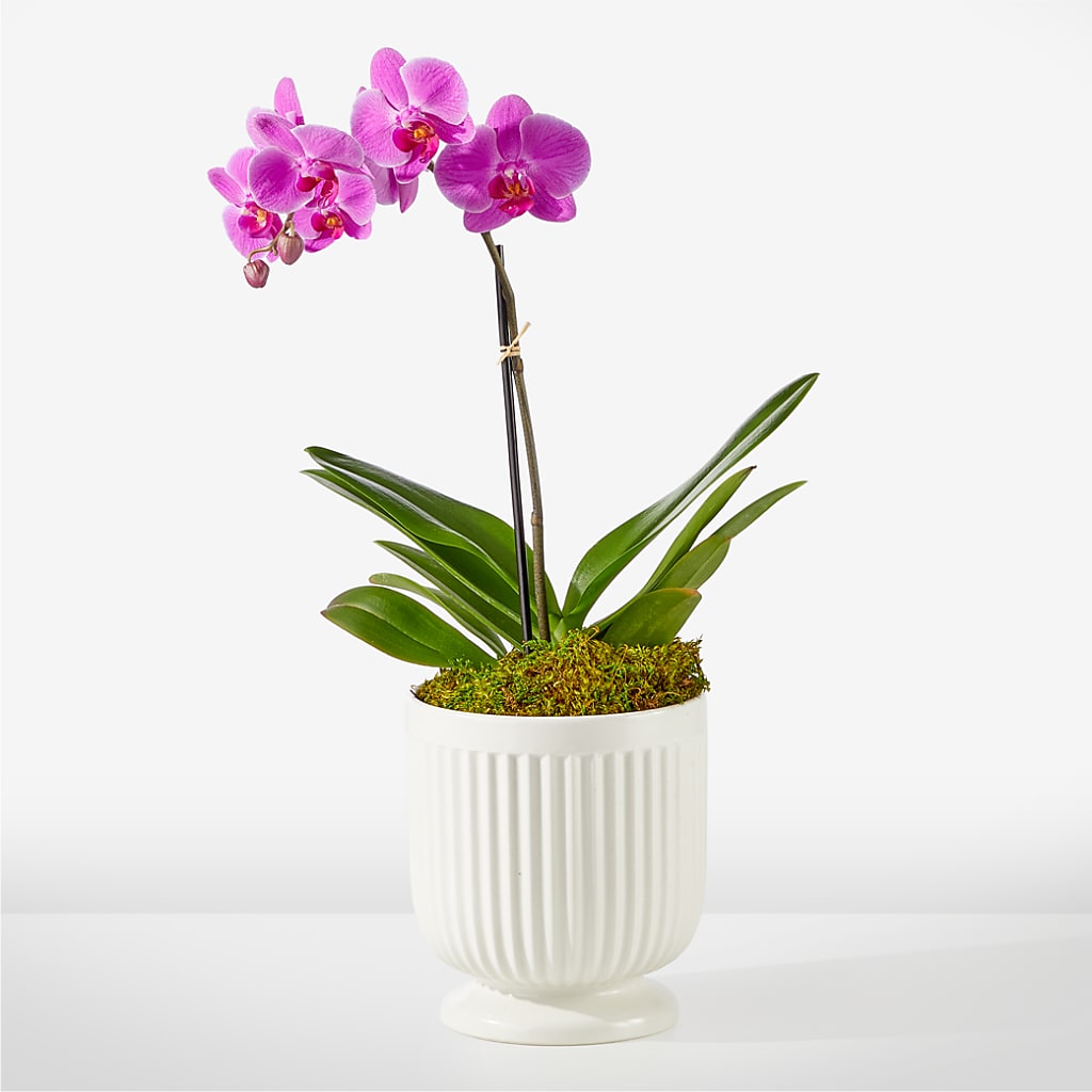 Friendly Fuchsia Orchid – Indiana Floral/flower Boutique, Indiana PA