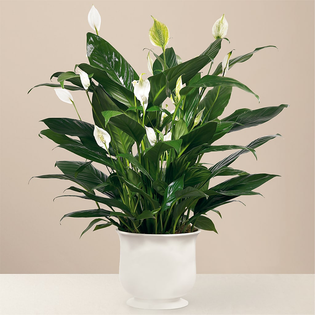 Comfort Planter – Indiana Floral/flower Boutique, Indiana PA