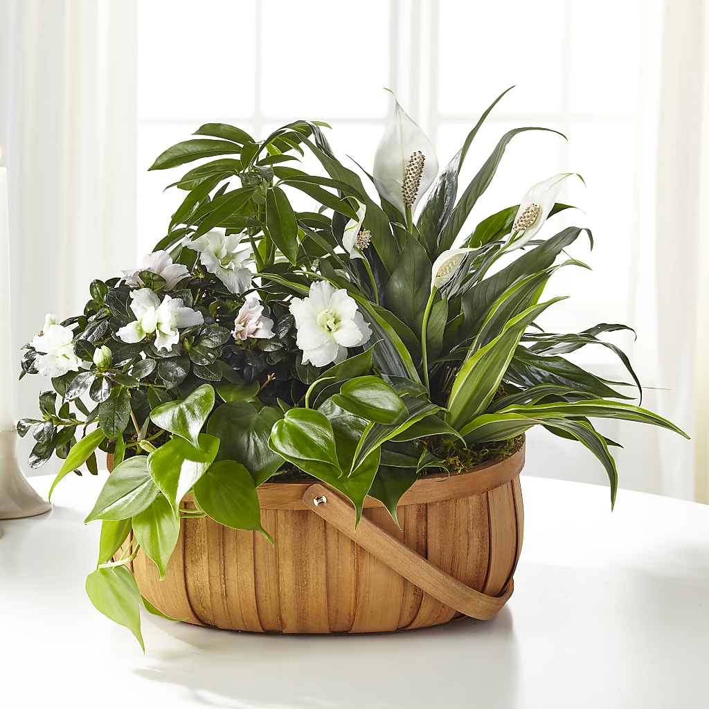 Serene Dishgarden – Indiana Floral/flower Boutique, Indiana PA