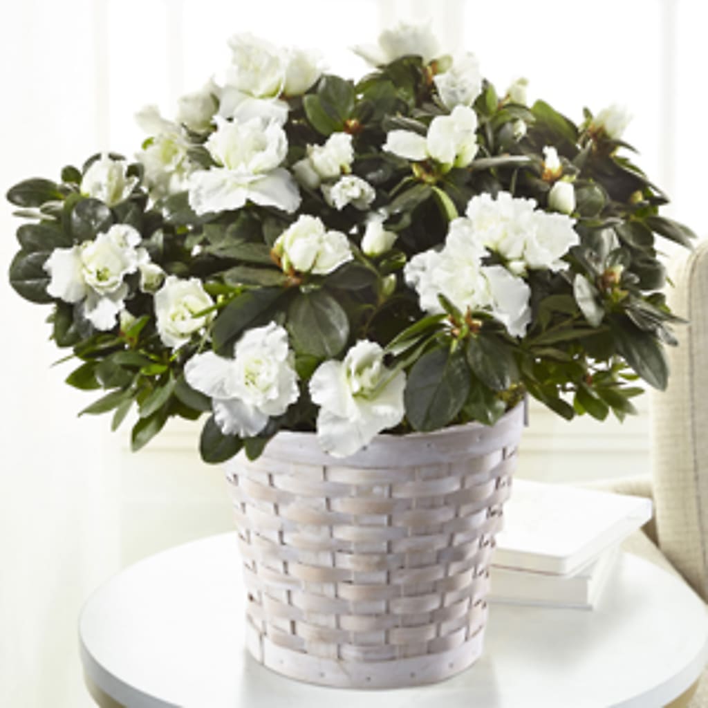 White Azalea Plant – Indiana Floral/flower Boutique, Indiana PA