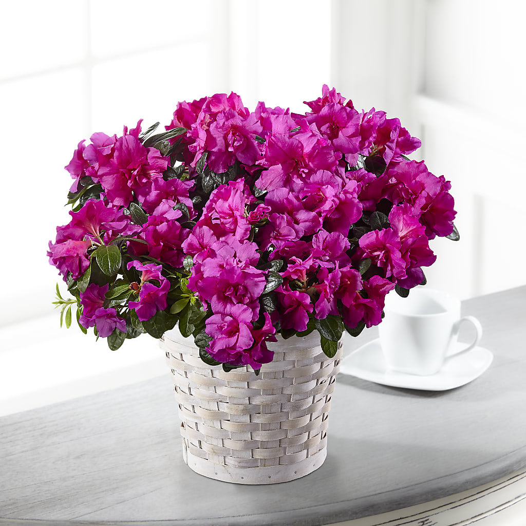 Hope & Serenity Azalea Plant – Indiana Floral/flower Boutique, Indiana PA