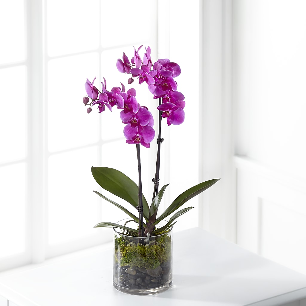 Pink Orchid Plant – Indiana Floral/flower Boutique, Indiana PA