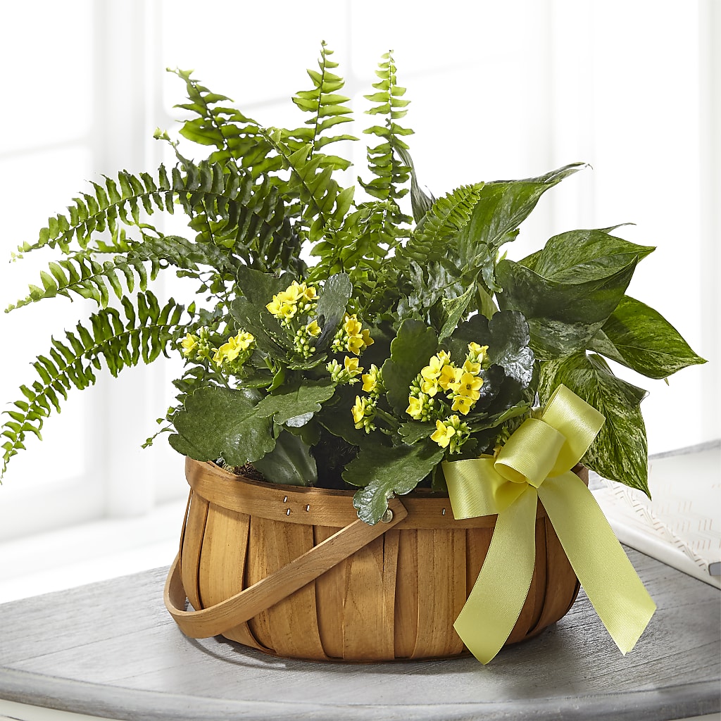 Always Dear Dishgarden – Indiana Floral/flower Boutique, Indiana PA