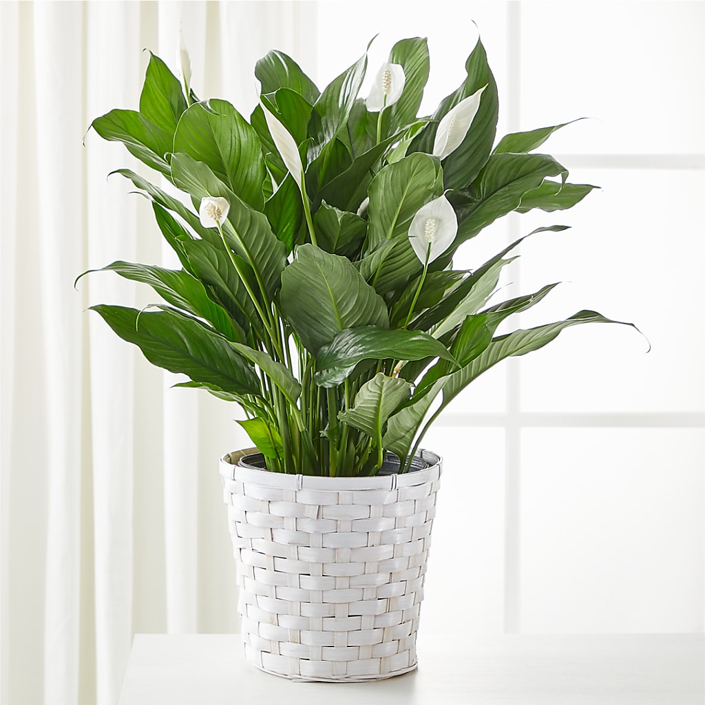 A New Leaf Peace Lily – Indiana Floral/flower Boutique, Indiana PA