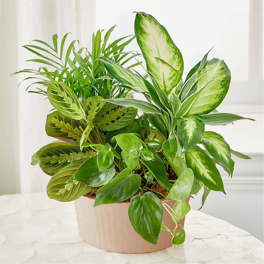 Balance & Harmony Dishgarden – Indiana Floral/flower Boutique, Indiana PA