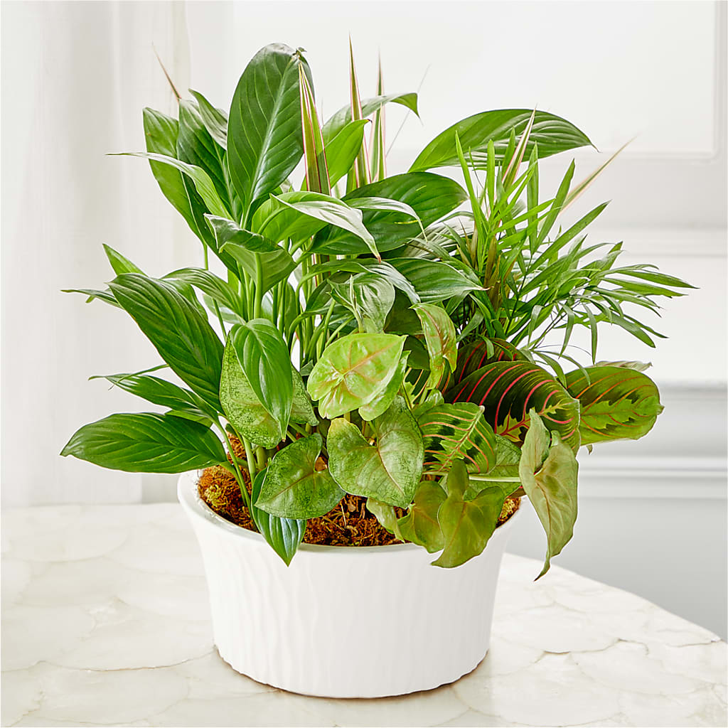 Balance & Harmony Dishgarden – Indiana Floral/flower Boutique, Indiana PA