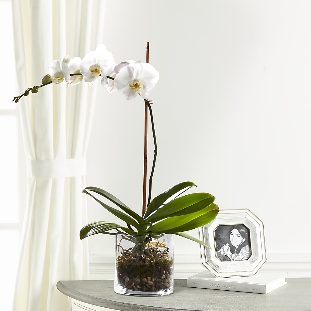 White Orchid Planter – Indiana Floral/flower Boutique, Indiana PA