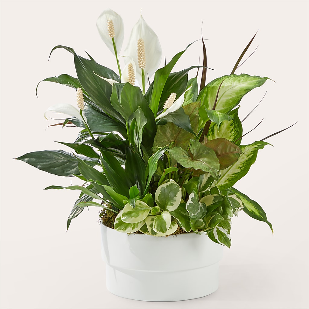 Radiating Positivity Dishgarden – Indiana Floral/flower Boutique, Indiana PA