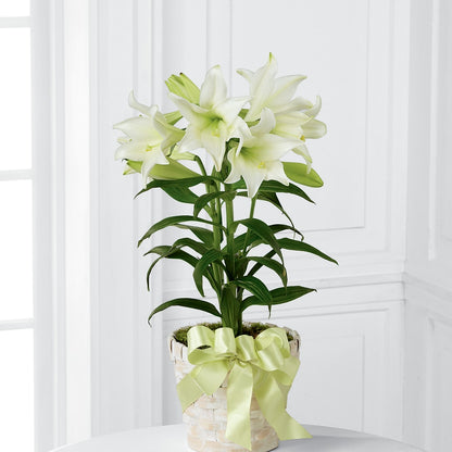 Easter Lily Plant –  Indiana Floral/flower Boutique, Indiana PA