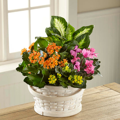 Color Crush Dishgarden –  Indiana Floral/flower Boutique, Indiana PA