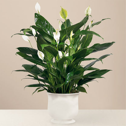Comfort Planter –  Indiana Floral/flower Boutique, Indiana PA