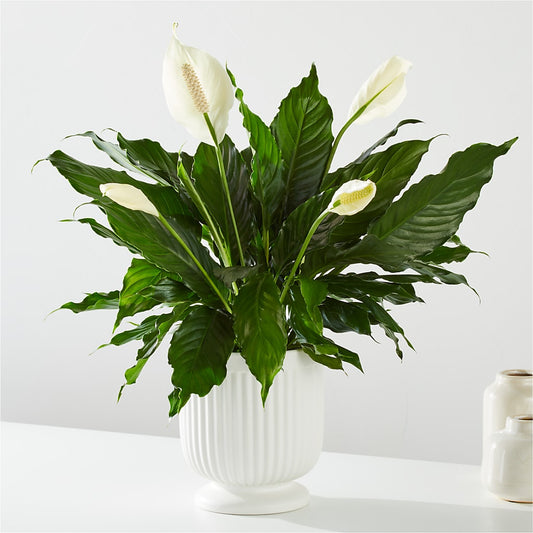 Comfort Planter –  Indiana Floral/flower Boutique, Indiana PA