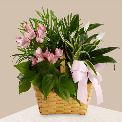 Living Spirit Dishgarden –  Indiana Floral/flower Boutique, Indiana PA