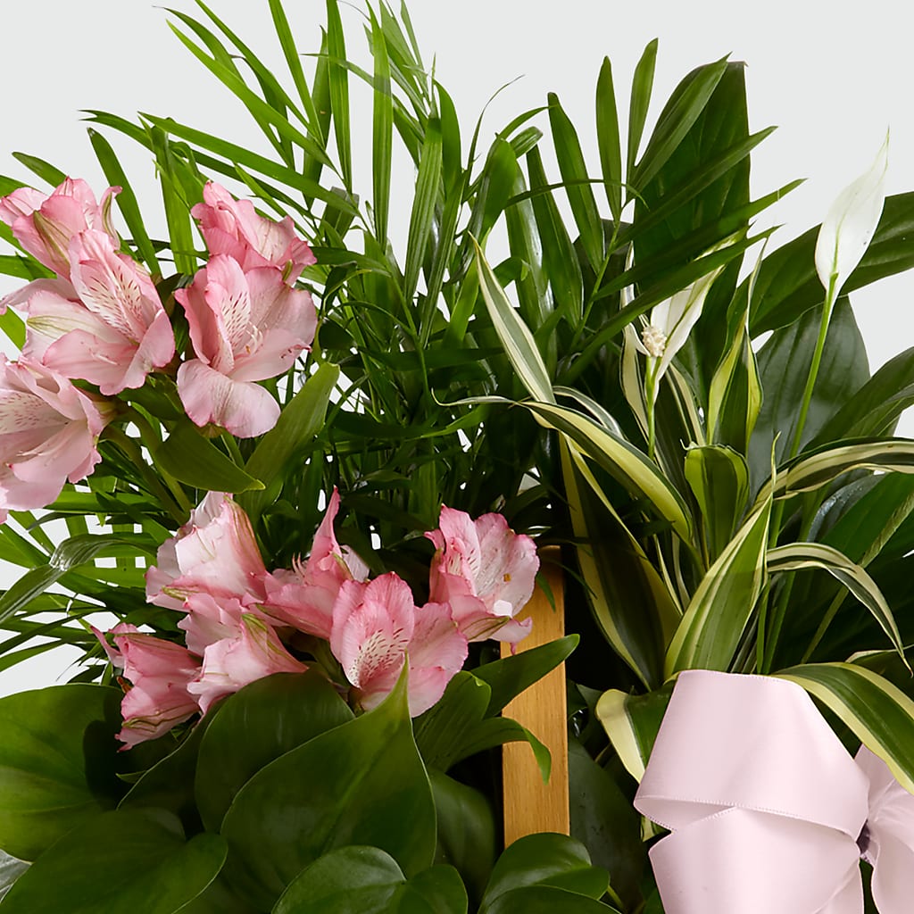 Living Spirit Dishgarden –  Indiana Floral/flower Boutique, Indiana PA