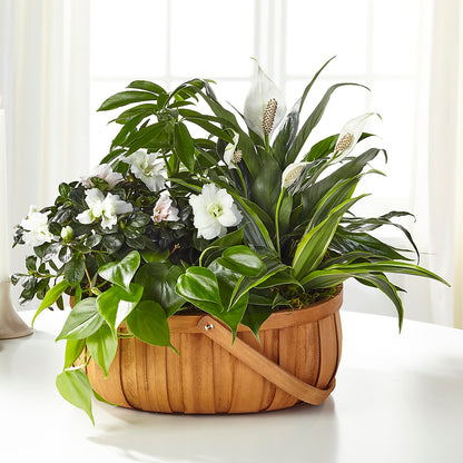 Serene Dishgarden –  Indiana Floral/flower Boutique, Indiana PA