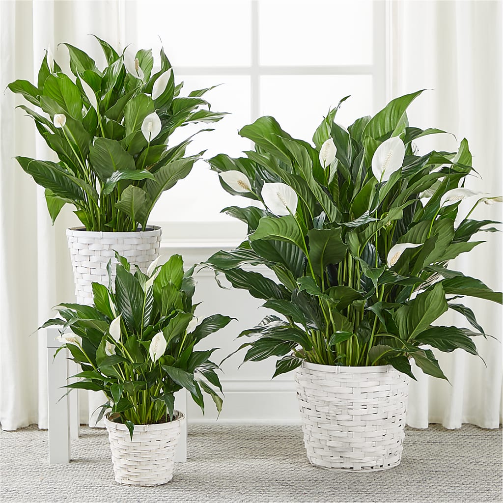 A New Leaf Peace Lily –  Indiana Floral/flower Boutique, Indiana PA