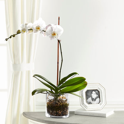 White Orchid Planter –  Indiana Floral/flower Boutique, Indiana PA