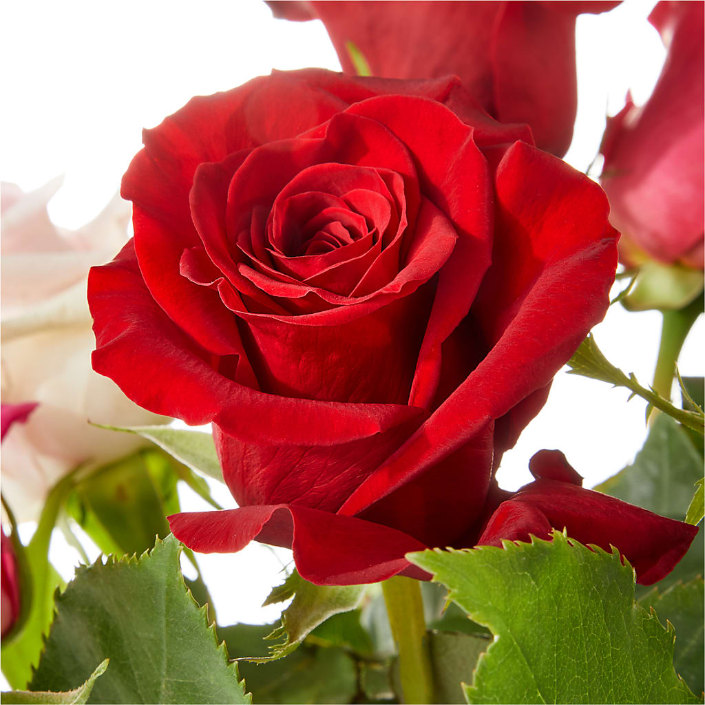 Love Notes Rose Bouquet –  Indiana Floral/flower Boutique, Indiana PA